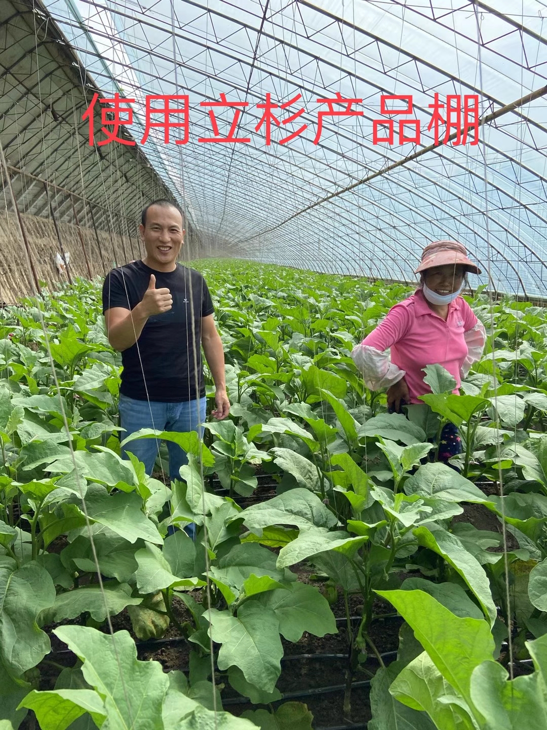 <a href=http://m.pinganguo.cn target=_blank class=infotextkey>上海立杉</a>水溶肥在北方暖棚茄子上的效果反饋2