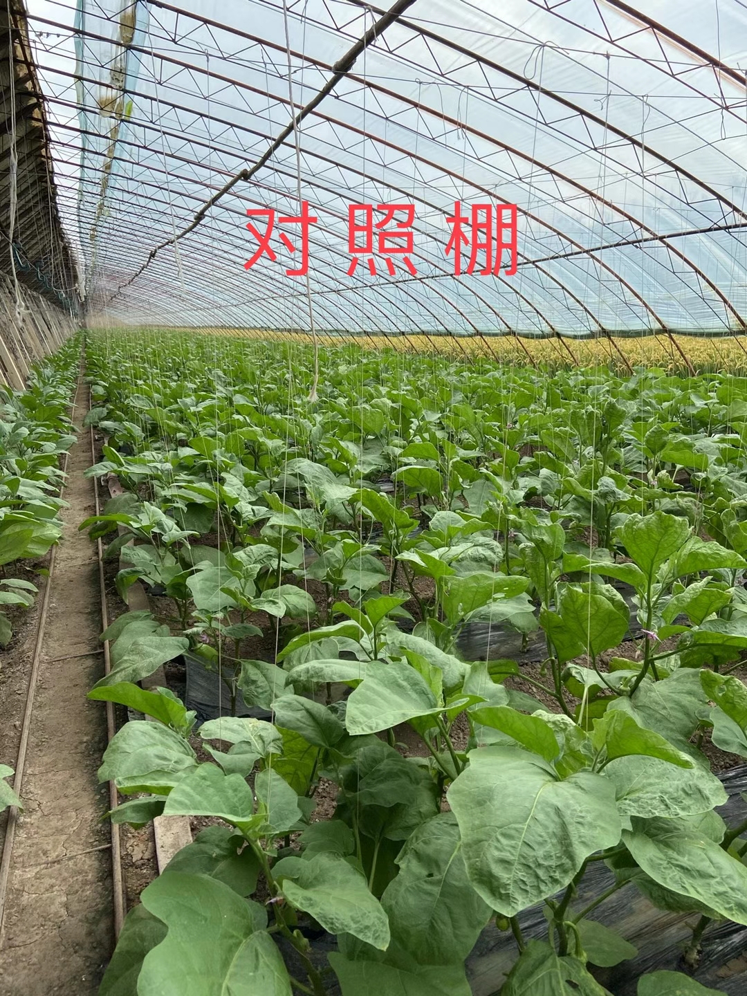<a href=http://m.pinganguo.cn target=_blank class=infotextkey>上海立杉</a>水溶肥在北方暖棚茄子上的效果反饋3