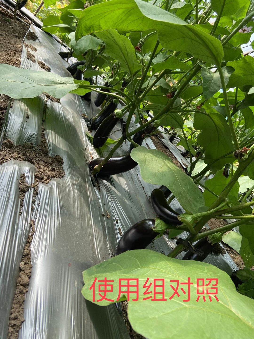 <a href=http://m.pinganguo.cn target=_blank class=infotextkey>上海立杉</a>水溶肥在北方暖棚茄子上的效果反饋5