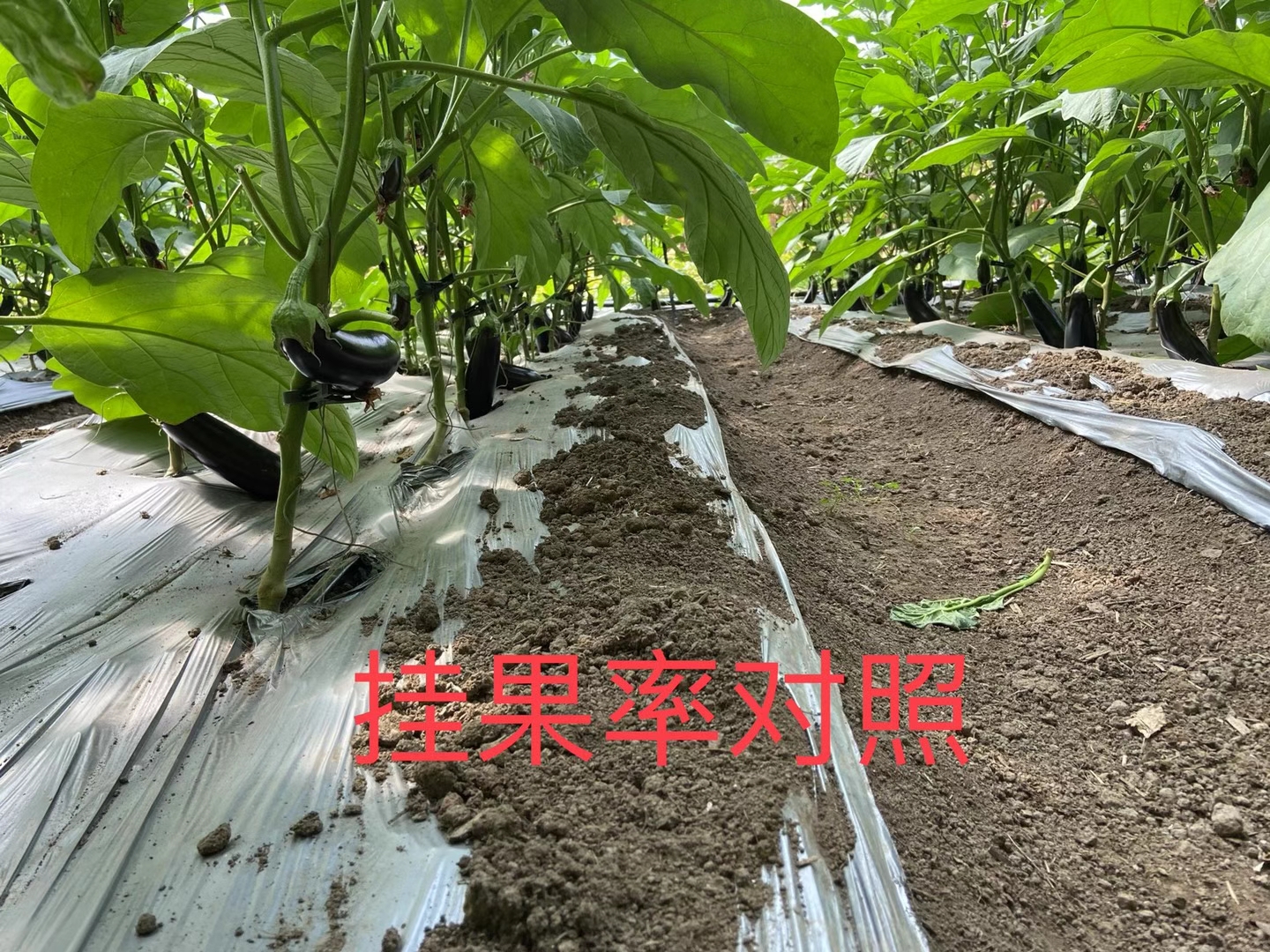 <a href=http://m.pinganguo.cn target=_blank class=infotextkey>上海立杉</a>水溶肥在北方暖棚茄子上的效果反饋4