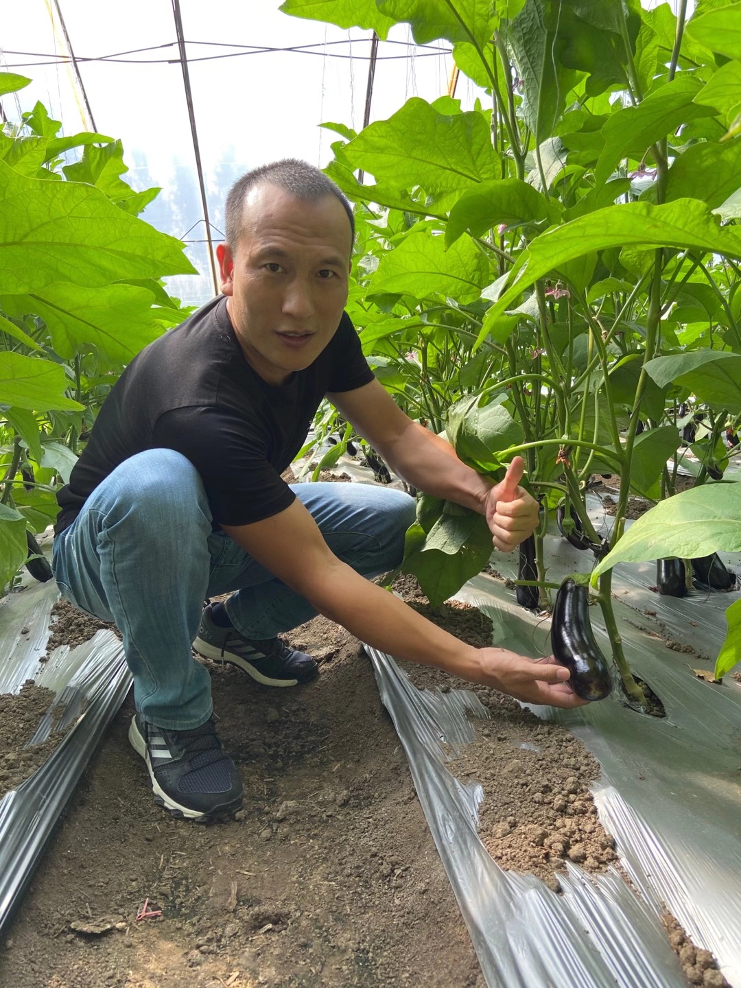 <a href=http://m.pinganguo.cn target=_blank class=infotextkey>上海立杉</a>水溶肥在北方暖棚茄子上的效果反饋6
