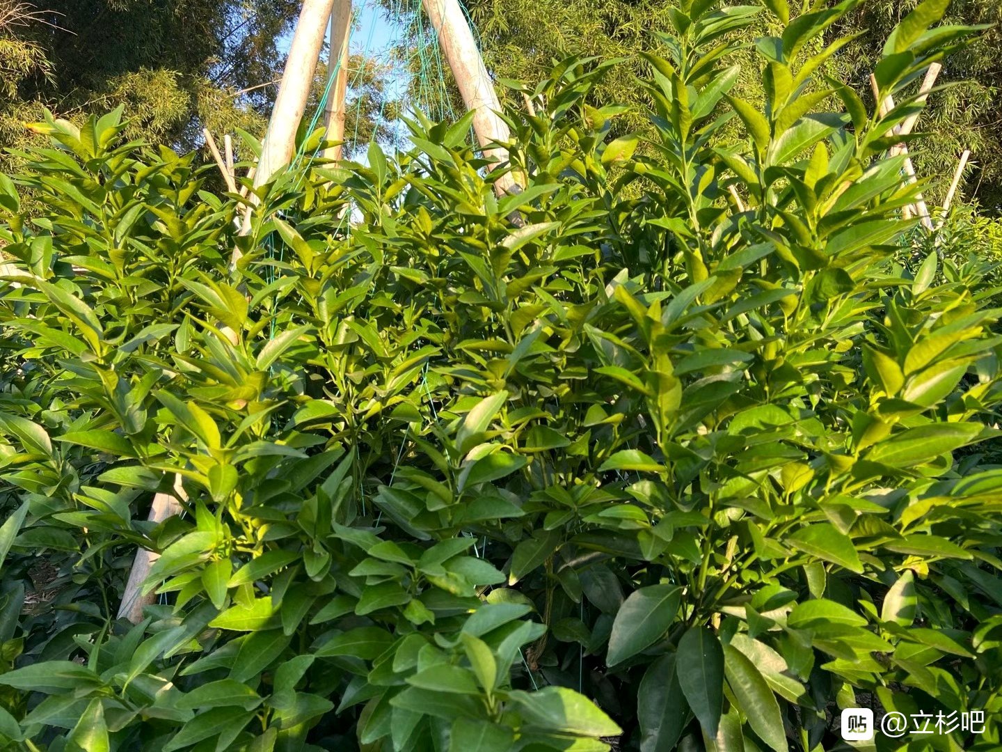 上海立杉炭基肥的效果好嗎？大家看看在柑橘上的效果